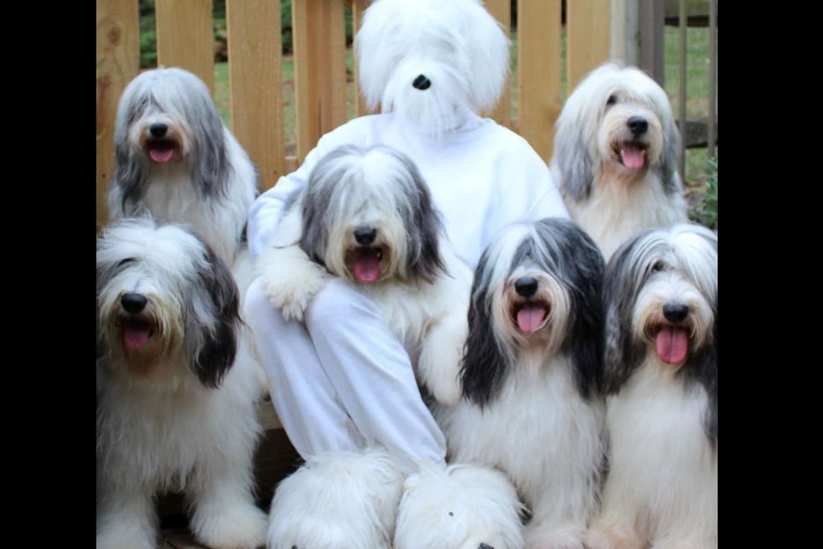 Polish Lowland Sheepdog Puppies breeder image 1