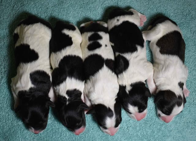 Polish Lowland Sheepdog Puppies media 3