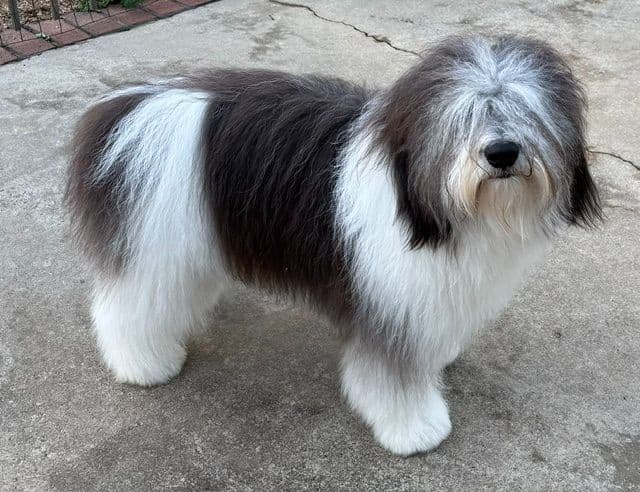 Polish Lowland Sheepdog Puppies media 4