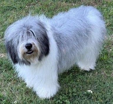 Polish Lowland Sheepdog Puppies media 5