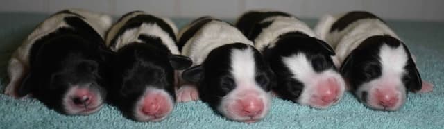 Polish Lowland Sheepdog Puppies media 2