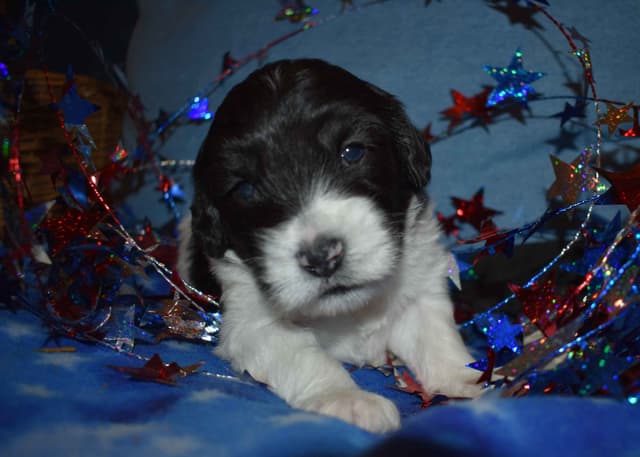 Polish Lowland Sheepdog Puppies media 8