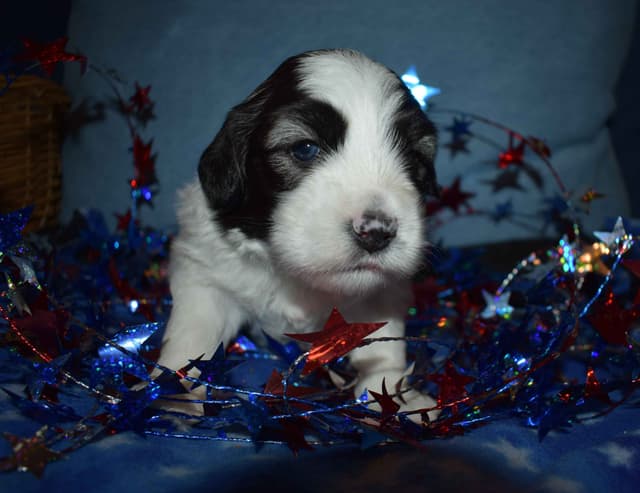 Polish Lowland Sheepdog Puppies media 9