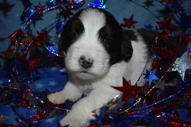 Polish Lowland Sheepdog Puppies media 10