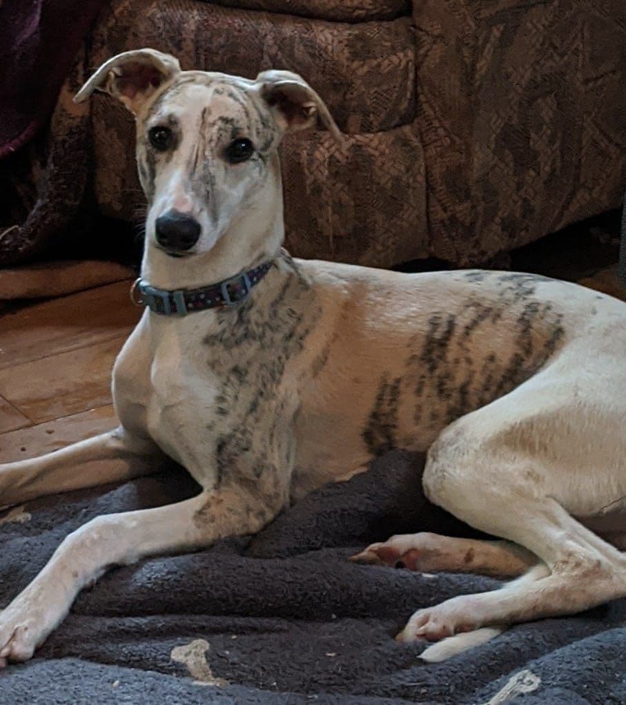 Whippet Puppies!! breeder image 7