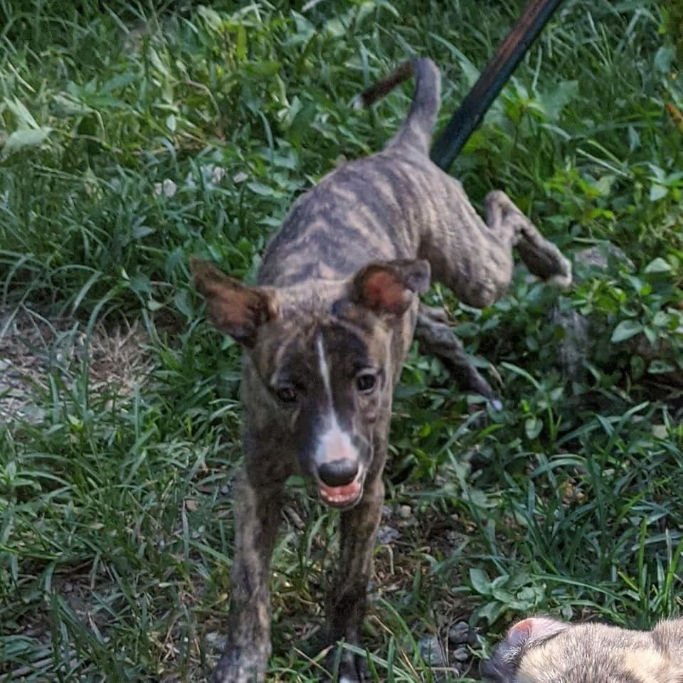 Whippet Puppies!! breeder image 5