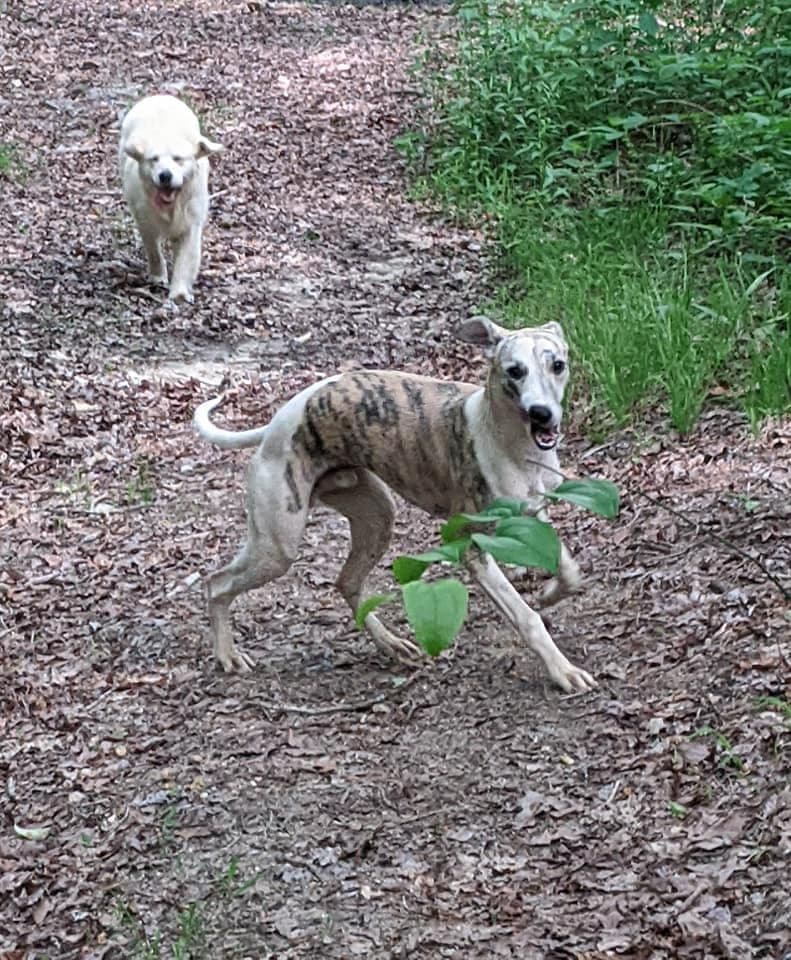 Whippet Puppies!! breeder image 4