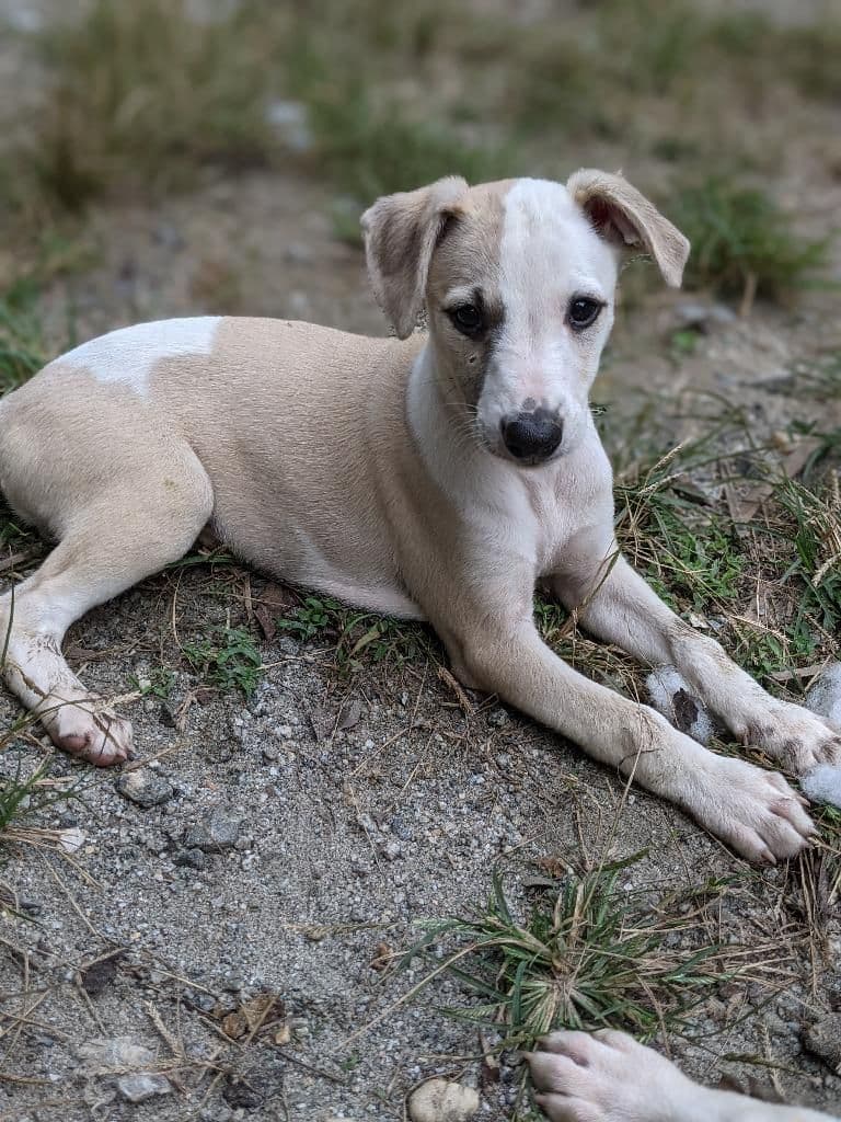 Whippet Puppies!! breeder image 6