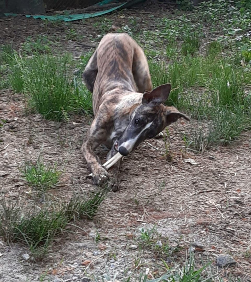 Whippet Puppies!! breeder image 10