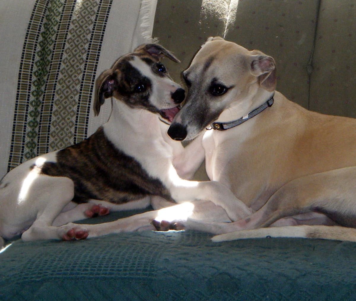 Whippet Puppies!! breeder image 12
