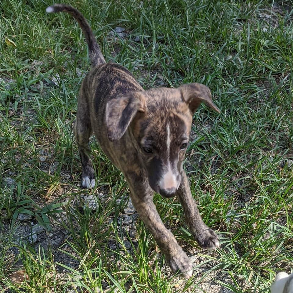 Whippet Puppies!! breeder image 11