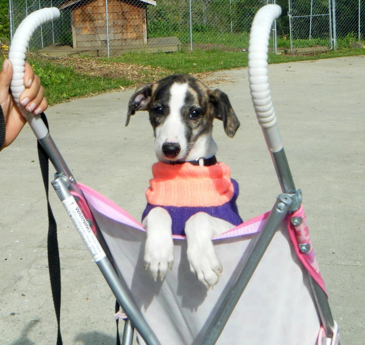 Whippet Puppies!! breeder image 14