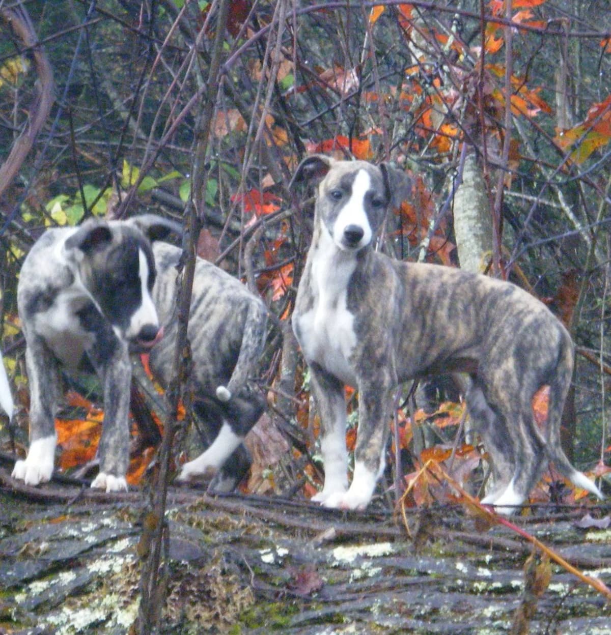 Whippet Puppies!! breeder image 15