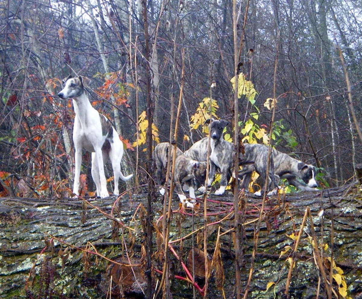 Whippet Puppies!! breeder image 16