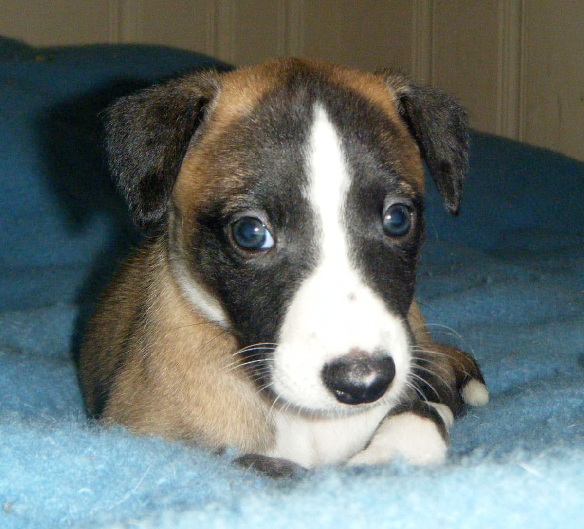 Whippet Puppies!! breeder image 19
