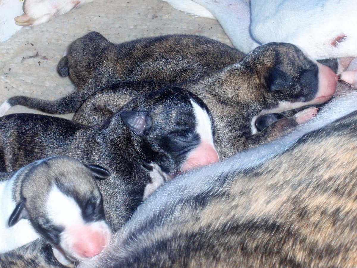 Whippet Puppies!! breeder image 18