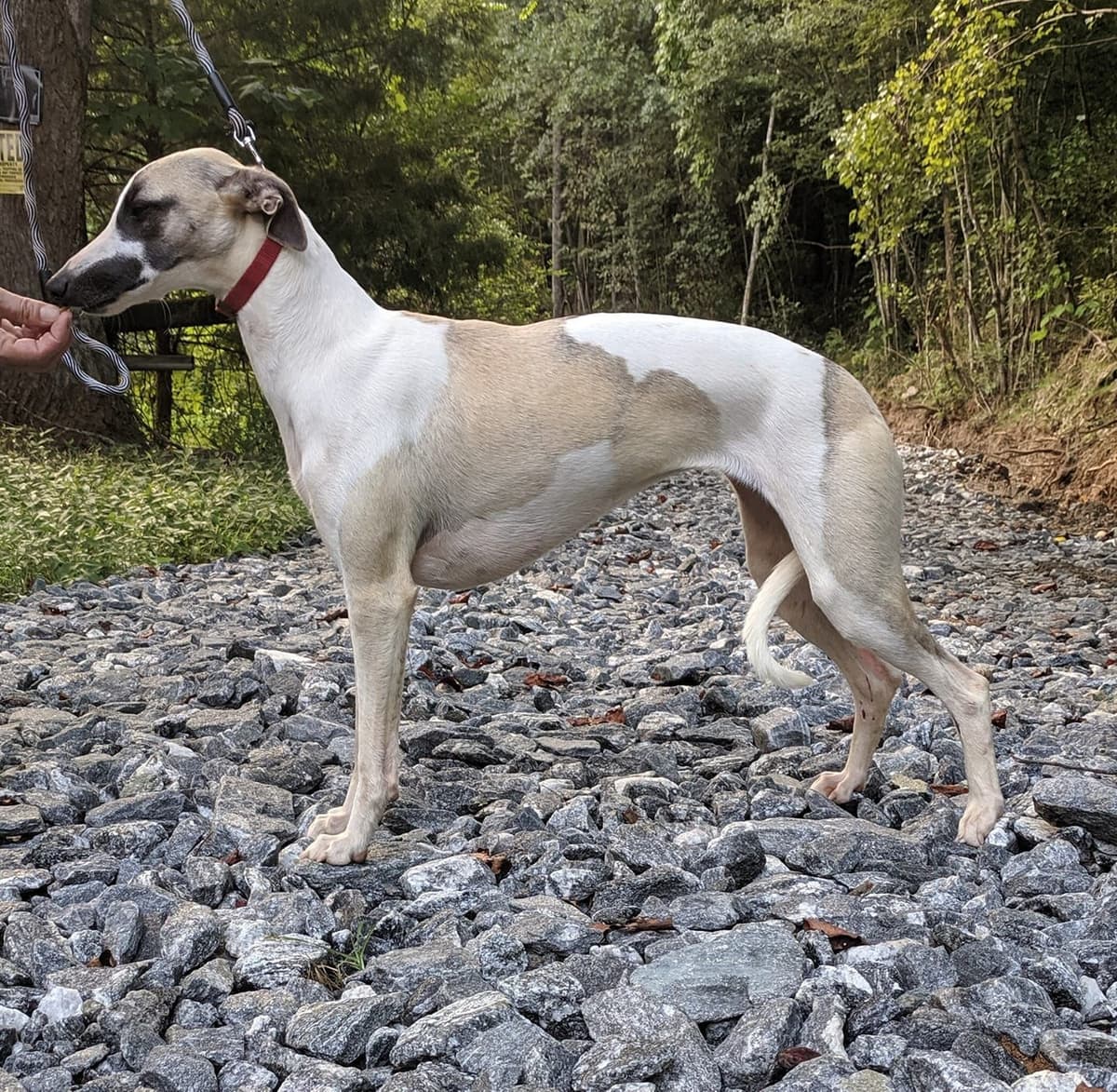 Whippet Puppies!! breeder image 20
