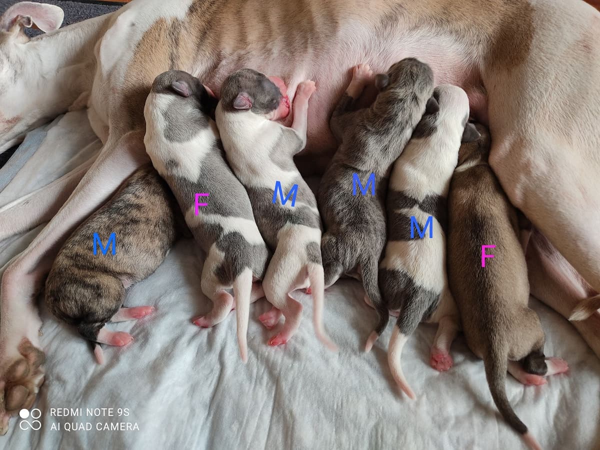 Whippet Puppies!! breeder image 21