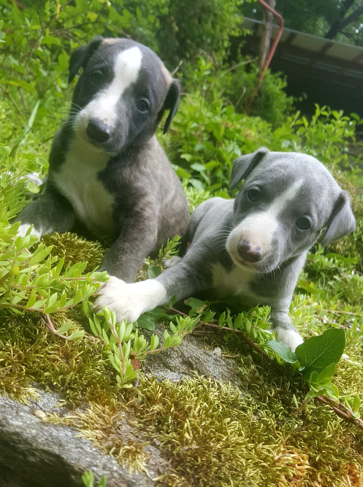 Whippet Puppies!! breeder image 22