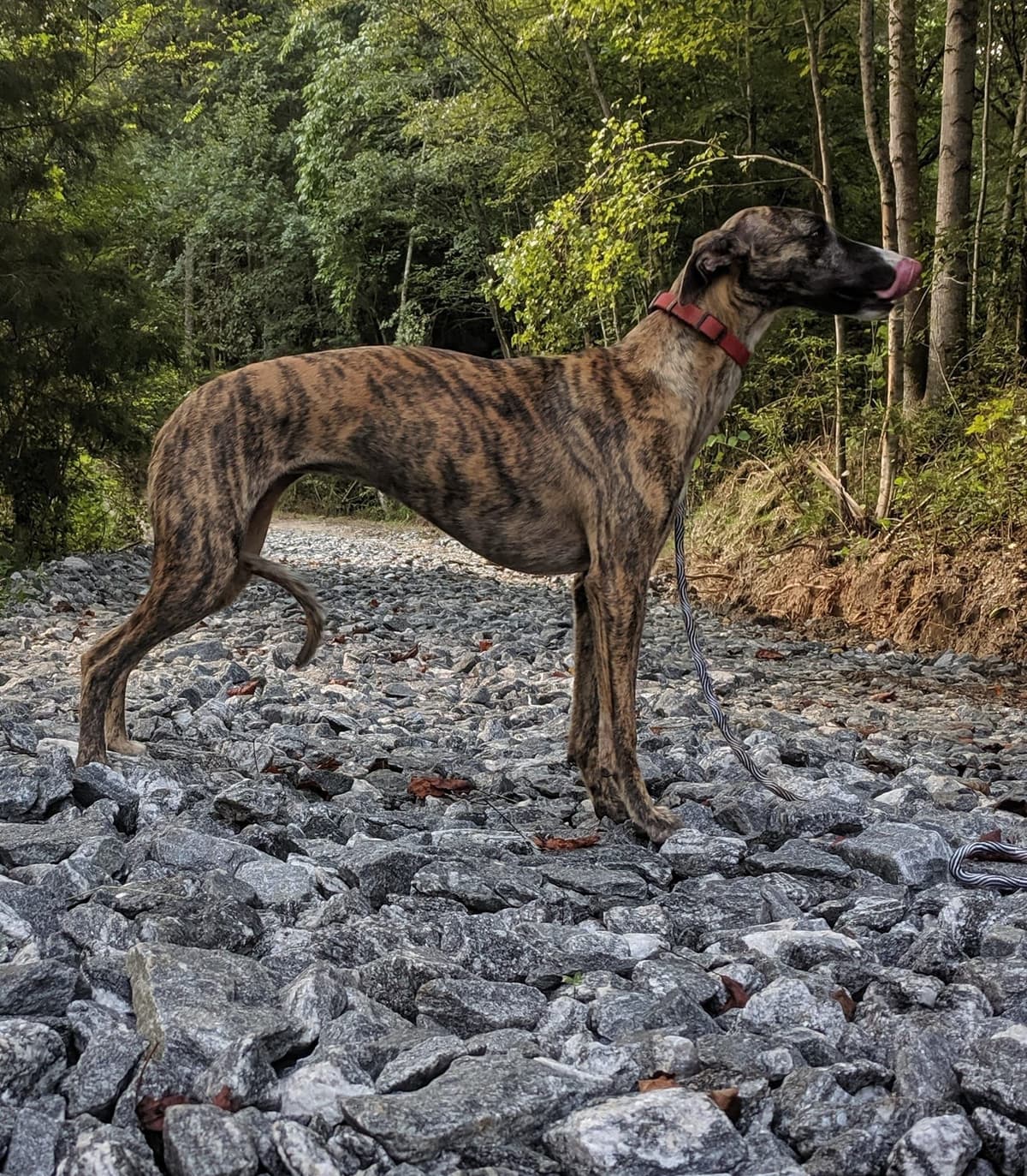 Whippet Puppies!! breeder image 23