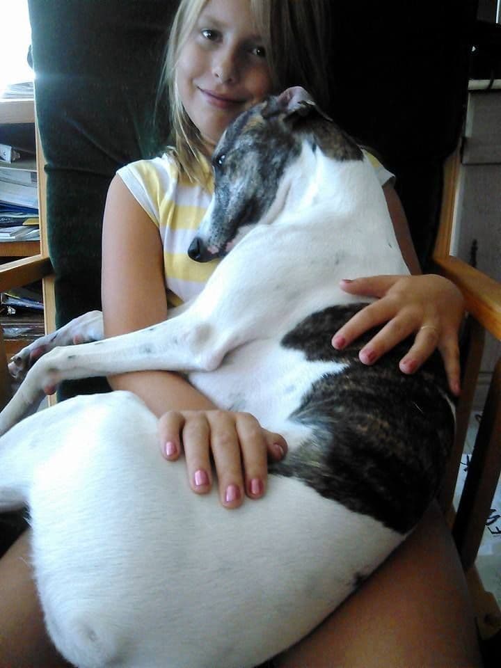 Whippet Puppies!! breeder image 24