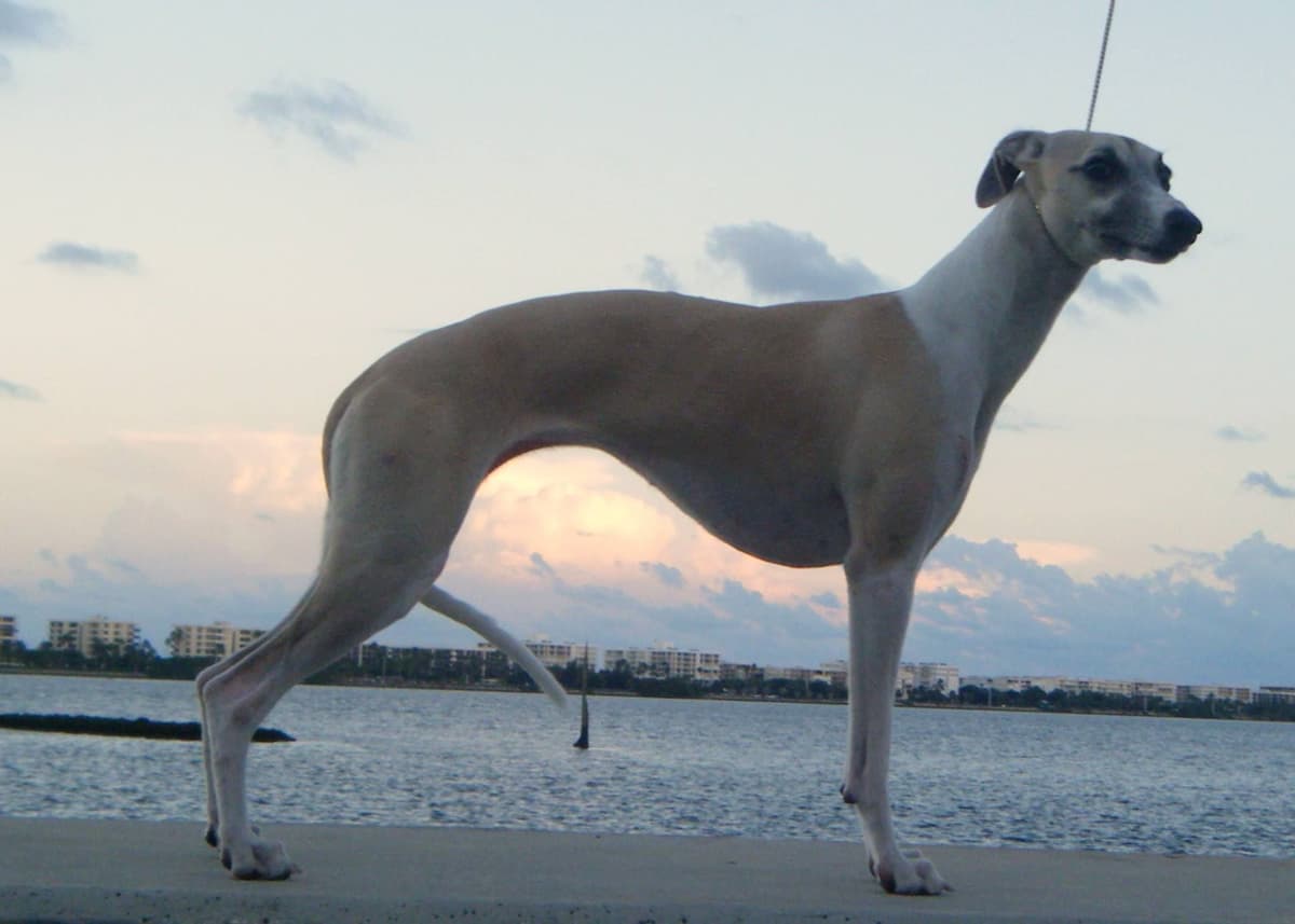 Whippet Puppies!! breeder image 25