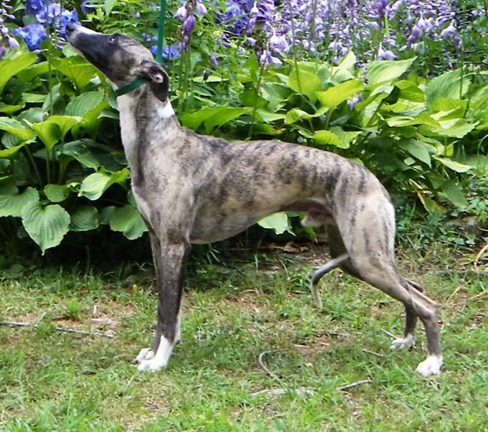 Whippet Puppies!! breeder image 26