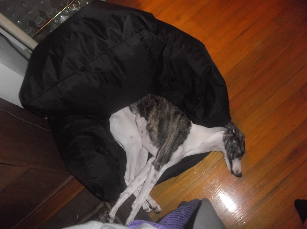 Whippet Puppies!! breeder image 27
