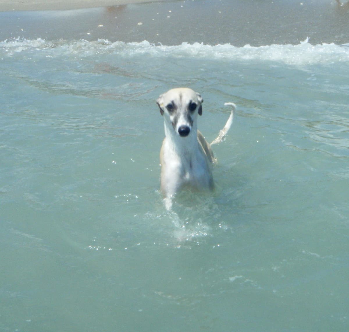 Whippet Puppies!! breeder image 29