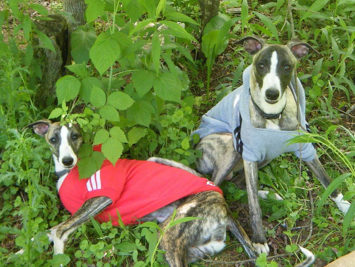 Whippet Puppies!! breeder image 31