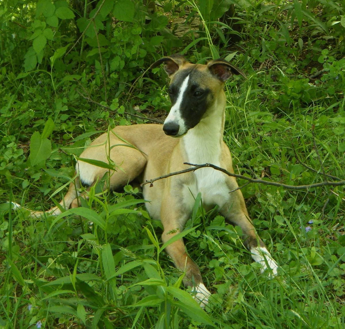 Whippet Puppies!! breeder image 32