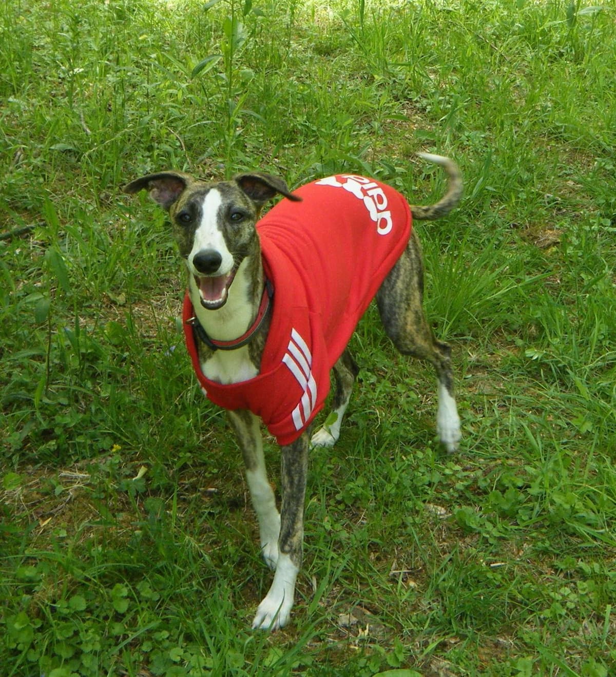 Whippet Puppies!! breeder image 33