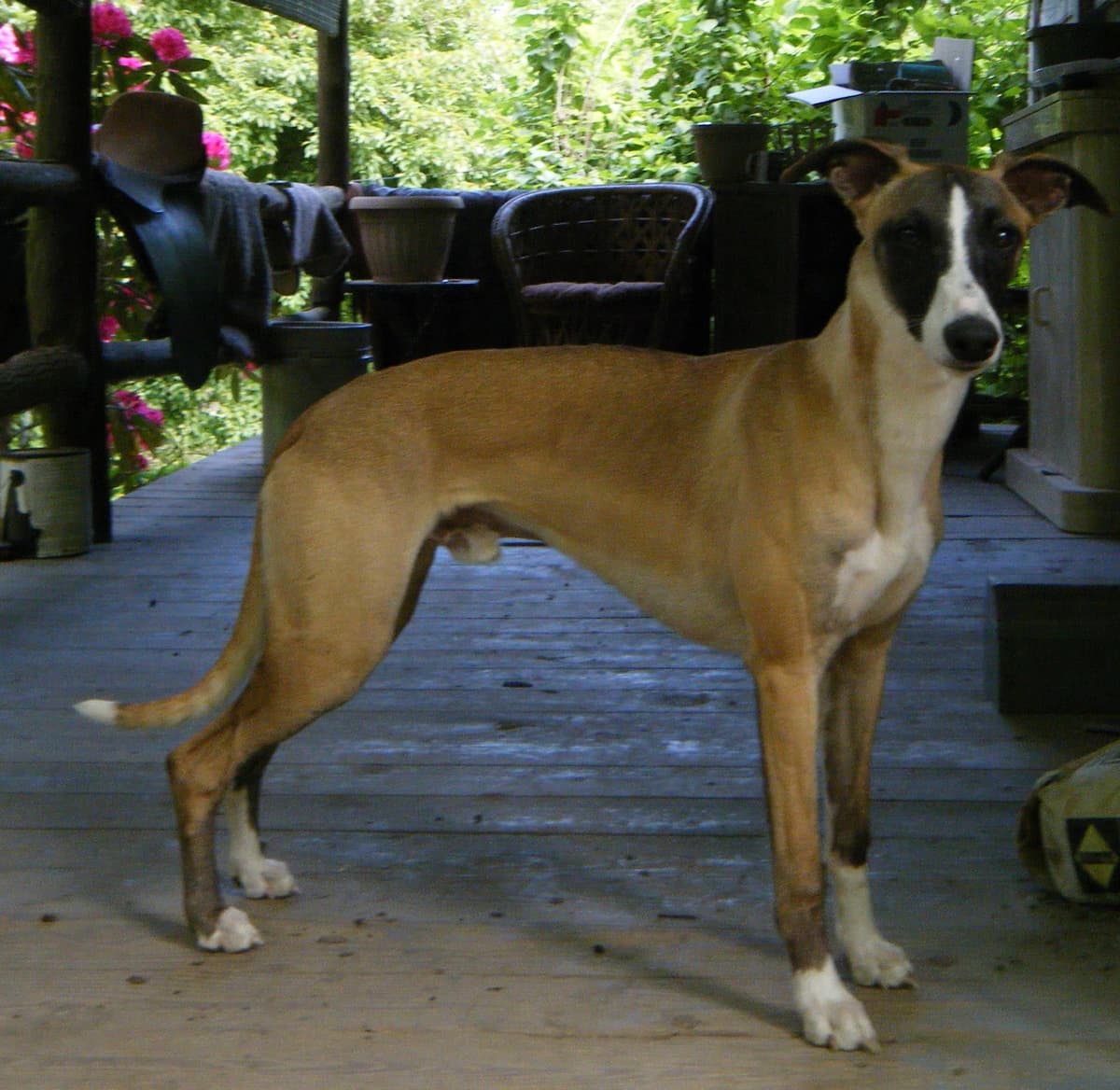 Whippet Puppies!! breeder image 34