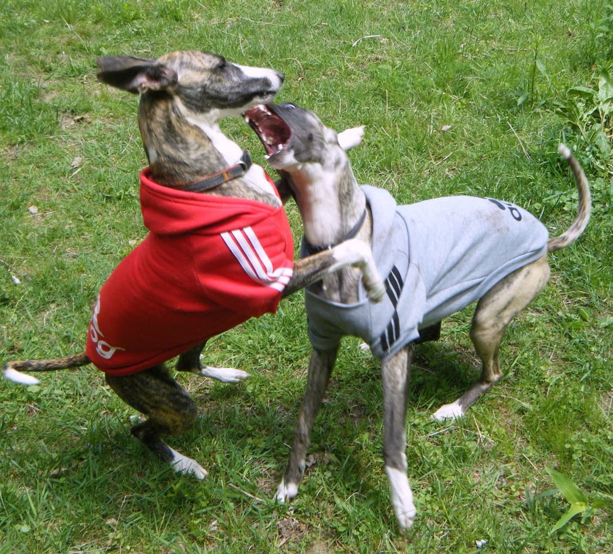 Whippet Puppies!! breeder image 38