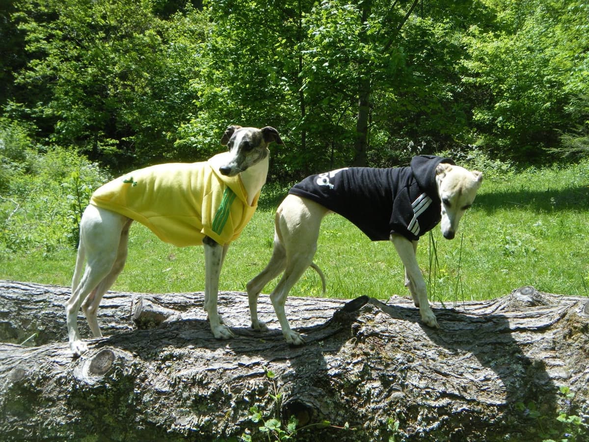 Whippet Puppies!! breeder image 37