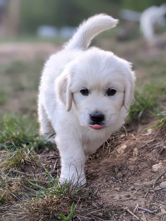 White Golden Retriever Puppies media 4