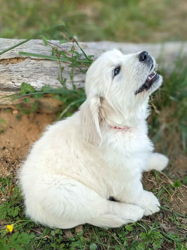 White Golden Retriever Puppies media 3