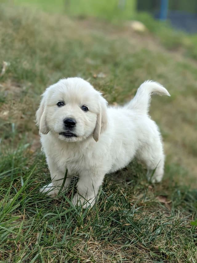 White Golden Retriever Puppies media 5
