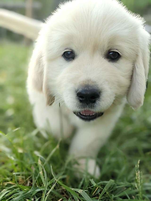 White Golden Retriever Puppies media 9