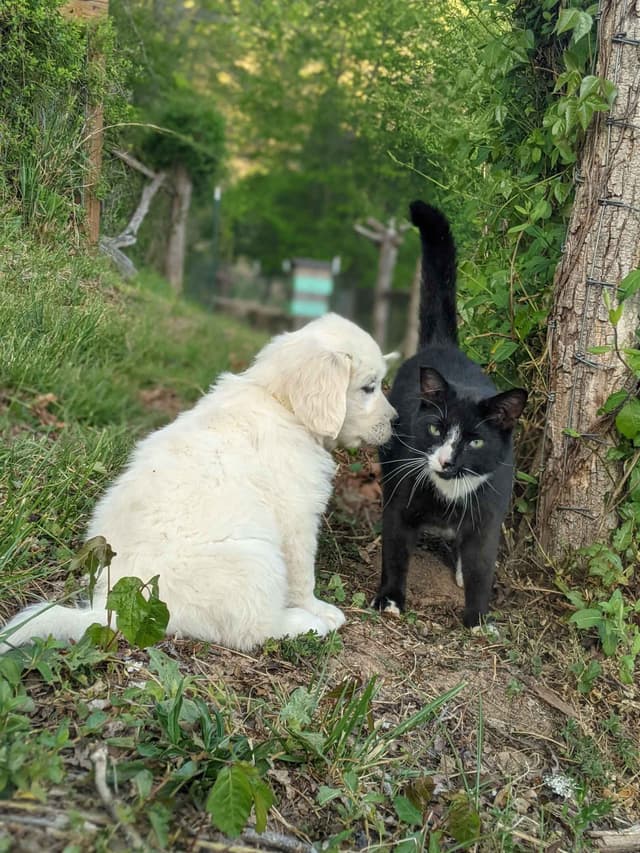 White Golden Retriever Puppies media 8