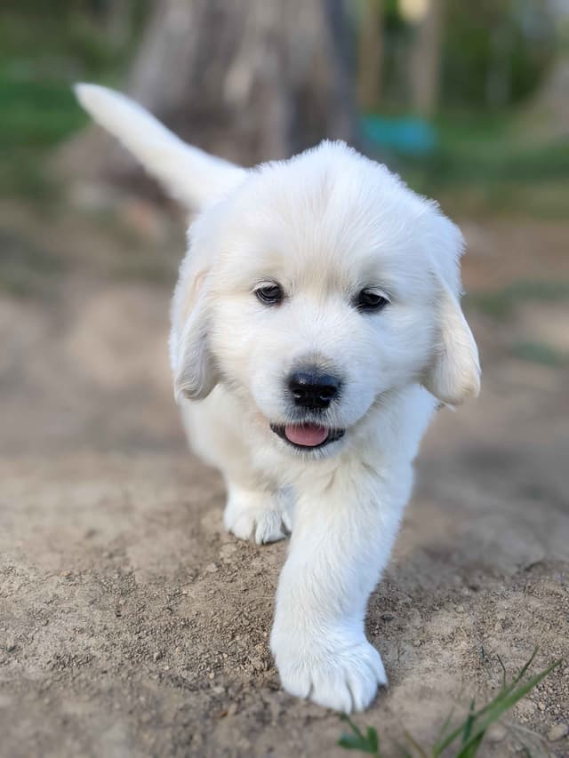 White Golden Retriever Puppies media 10