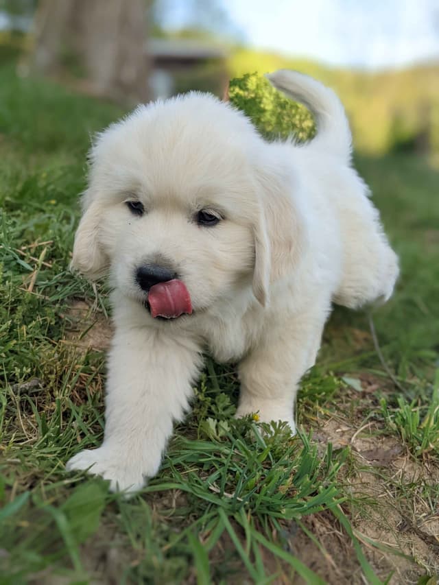 White Golden Retriever Puppies media 12