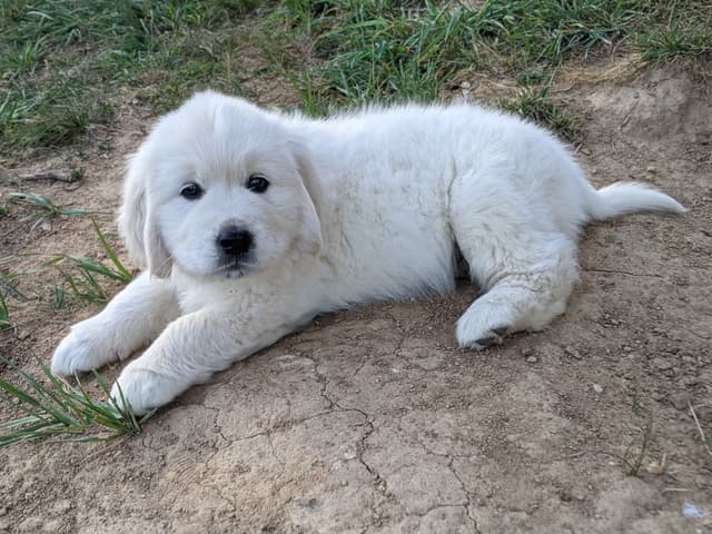 White Golden Retriever Puppies media 13