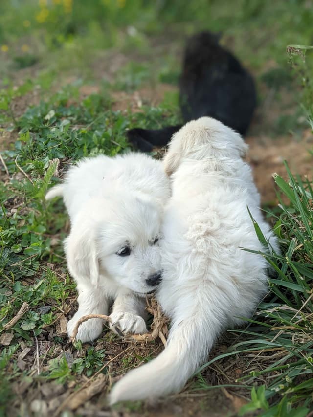 White Golden Retriever Puppies media 14