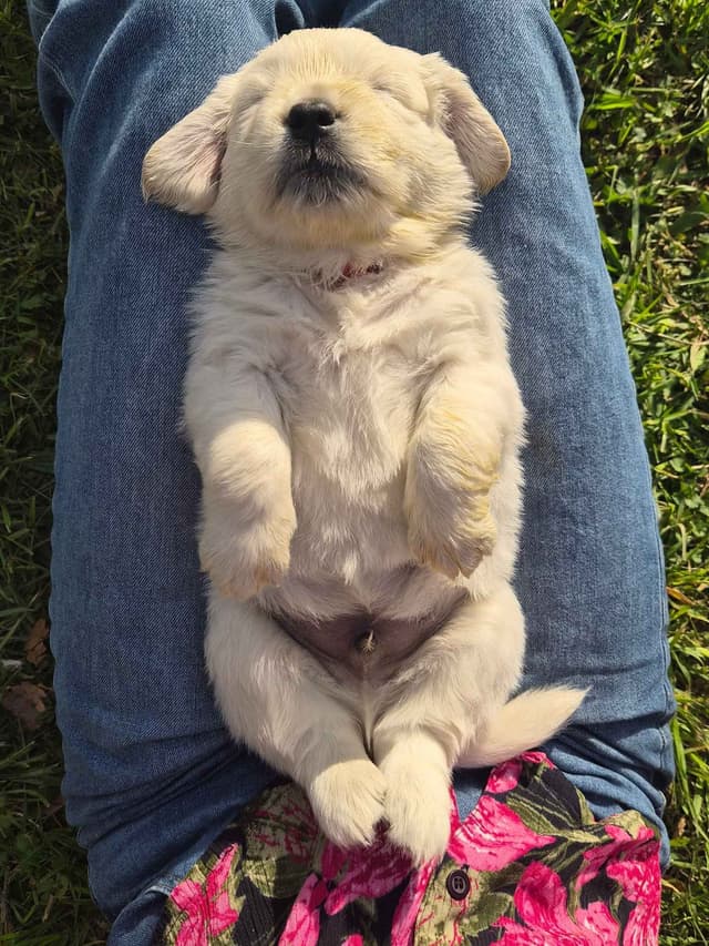 White Golden Retriever Puppies media 16
