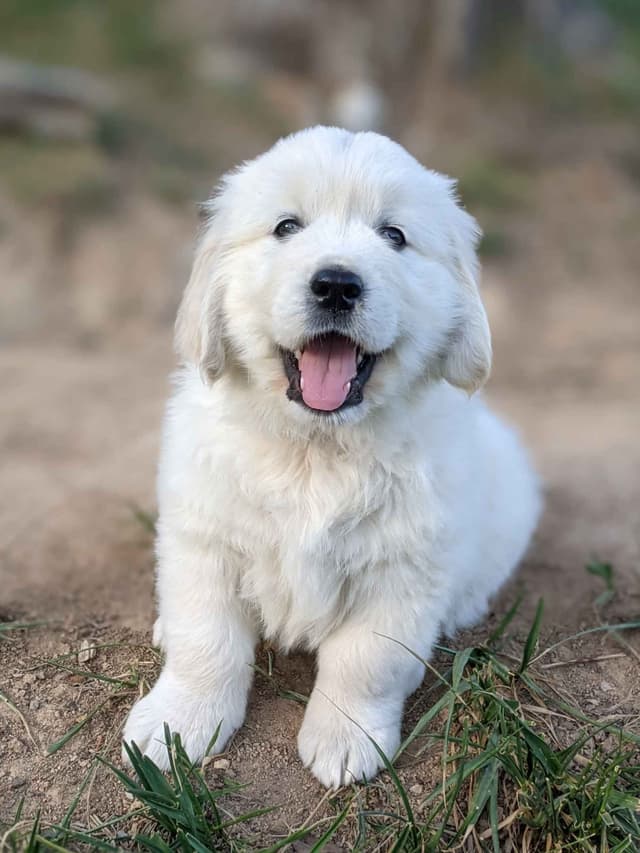 White Golden Retriever Puppies media 15
