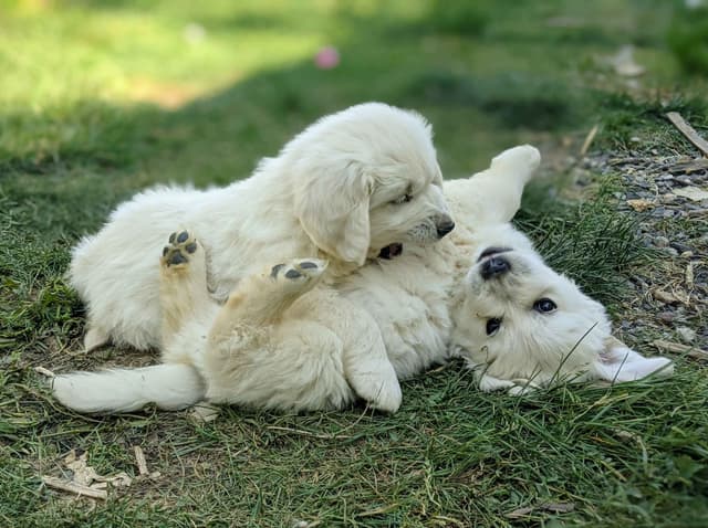 White Golden Retriever Puppies media 17