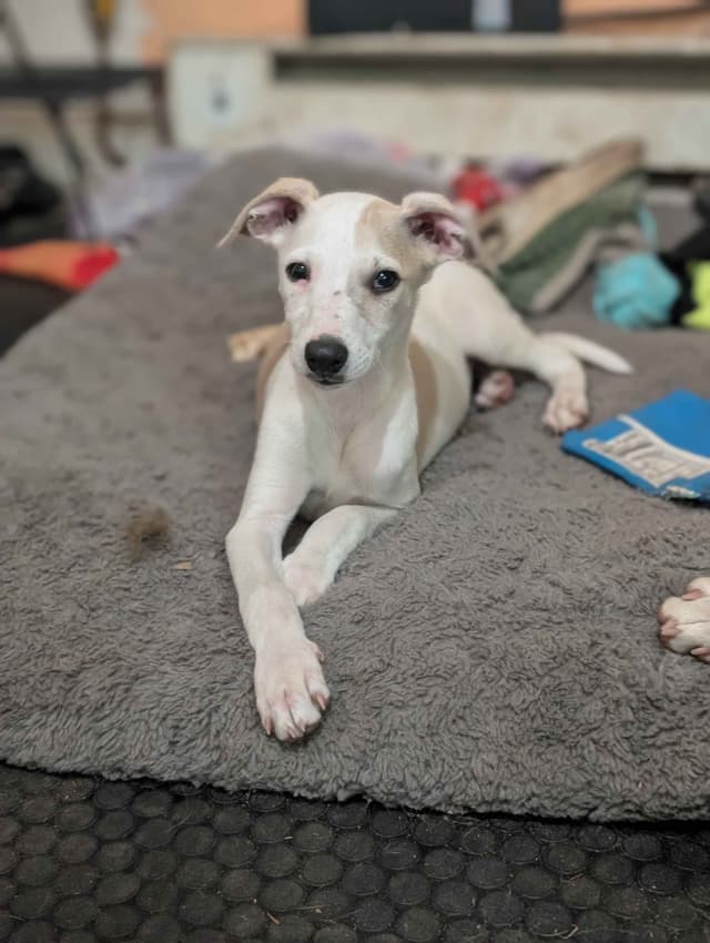 Whippet Puppies!! media 2