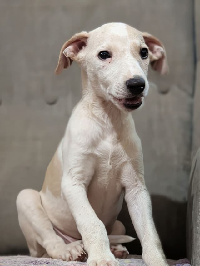 Whippet Puppies!! media 3