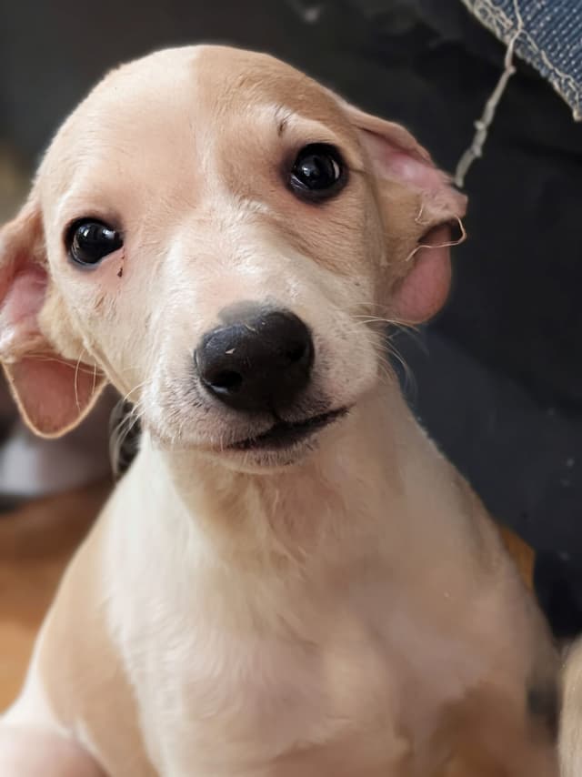 Whippet Puppies!! media 4